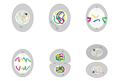 La mitose en 6 étapes - infographie